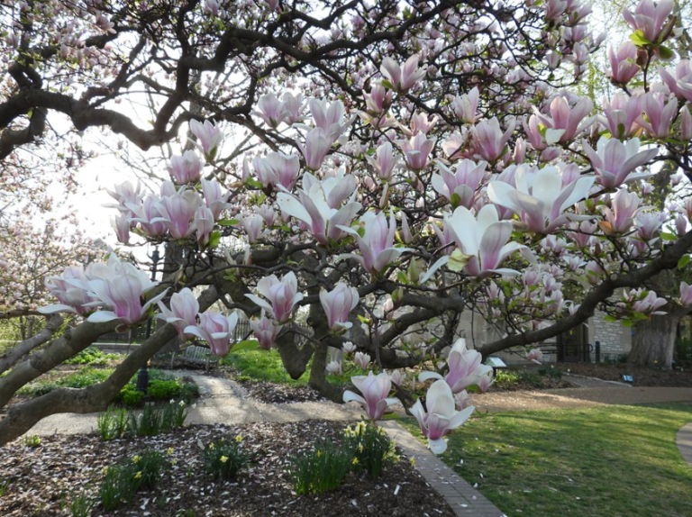 Unique Trees You Can See at Woodlawn Memorial Park - Woodlawn Memorial ...