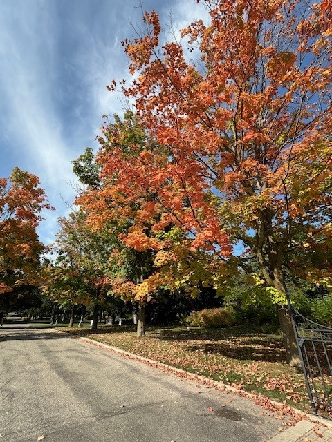 Fall trees changing colour at Woodlawn Memorial Park.