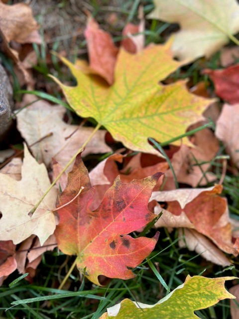 Fall Leaves