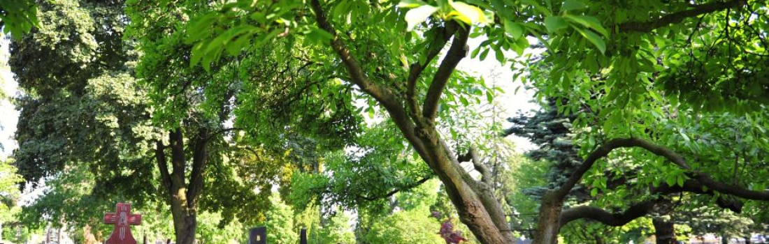 The Timeless Importance of Cemeteries