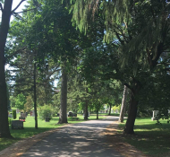 Unique Trees You Can See at Woodlawn Memorial Park
