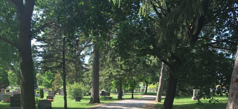 Unique Trees You Can See at Woodlawn Memorial Park