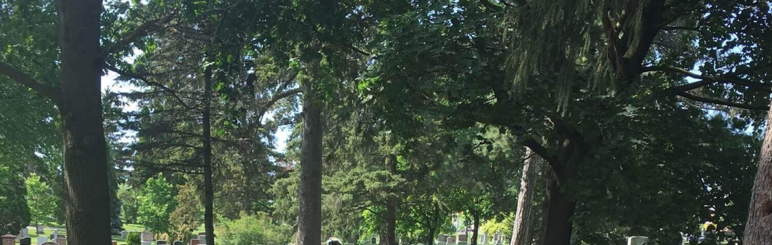 Unique Trees You Can See at Woodlawn Memorial Park